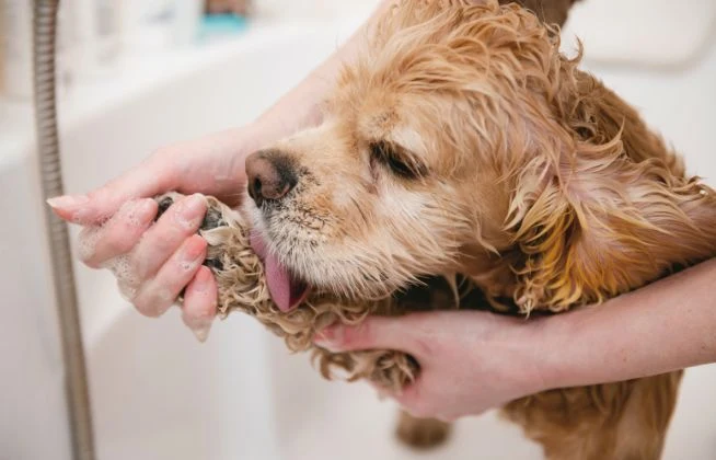 ペット足洗場 image