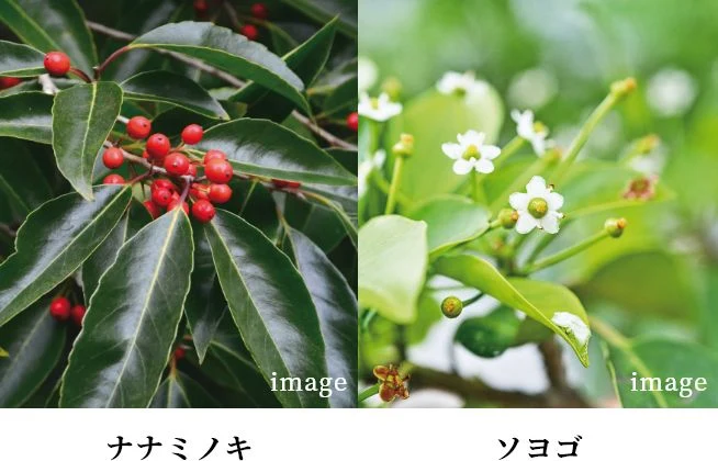 ナナミノキ ソヨゴ